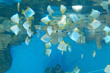 2012 03 09 Oceanarium 104